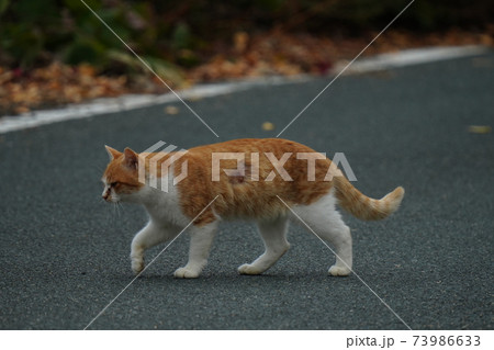 誰にやられたのか脇腹にケガをしながらも白猫とデートする茶白の若い野良猫のオスの写真素材