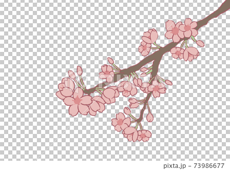 櫻花樹枝切-插圖素材 [73986677] - PIXTA圖庫