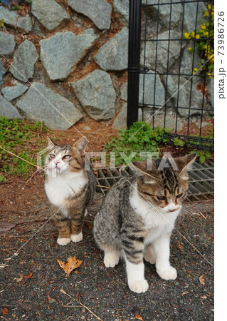 親離れまで後わずか、家族団らんのまったりした時を過ごす野良猫キジトラ白の子猫兄弟 73986726