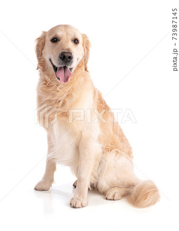 .Golden retriever dog sitting looking forward .Golden retriever dog sitting looking forward 73987145