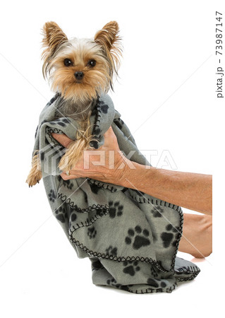 yorkie blankets