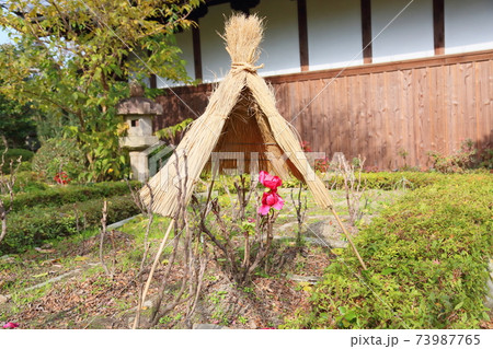 寒牡丹の花 寒牡丹の花 73987765