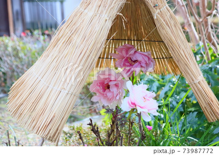 寒牡丹の花 寒牡丹の花 73987772