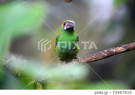 コシアカミドリチュウハシ  73987910