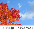 秋　高野山紅葉 73987921