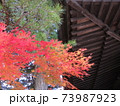 秋　高野山紅葉 73987923
