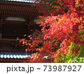 秋　高野山紅葉 73987927
