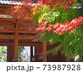 秋　高野山紅葉 73987928