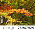 秋　高野山紅葉 73987929