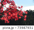 秋　高野山紅葉 73987931