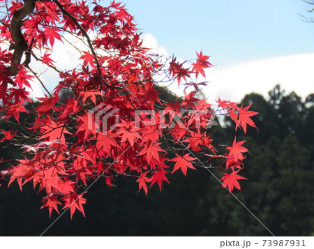 秋　高野山紅葉 73987931