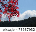 秋　高野山紅葉 73987932