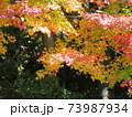 秋　高野山紅葉 73987934