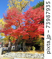 秋　高野山紅葉 73987935