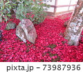 秋　高野山紅葉 73987936