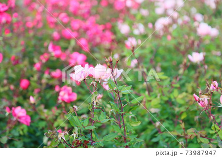 バラの花 フラッシングノックアウト バラの花 フラッシングノックアウト 73987947