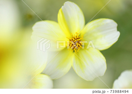 黄色と白の5枚の花びらの可愛らしいウィンターコスモスの写真素材