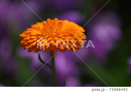 ムラサキバックのオレンジ色の花 ムラサキバックのオレンジ色の花 73988495