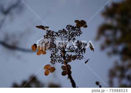 枯れ残った紫陽花の写真素材