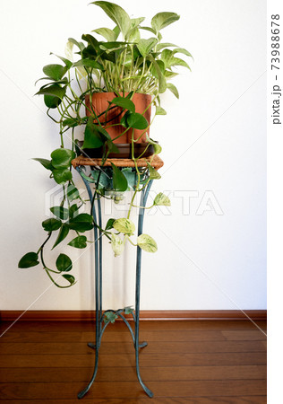 観葉植物 ポトス 鉢植えの写真素材 [73988678] - PIXTA