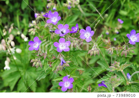 スイスアルプスエンガデンの高山植物3 スイスアルプスエンガデンの高山植物3 73989010