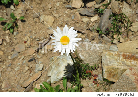 スイスアルプスエンガデンの高山植物9 スイスアルプスエンガデンの高山植物9 73989063