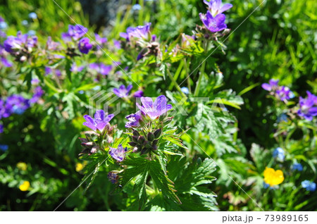 スイスアルプスエンガデンの高山植物14 スイスアルプスエンガデンの高山植物14 73989165