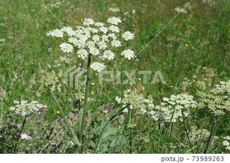 スイスアルプスエンガデンの高山植物28 スイスアルプスエンガデンの高山植物28 73989263