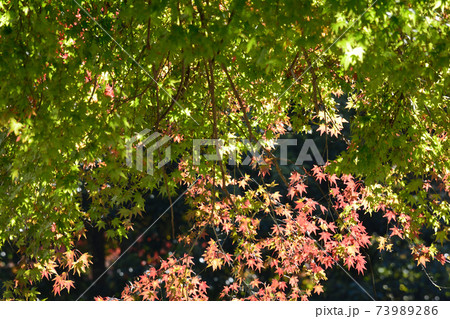 雲巌寺　2020-11-14　　＃2 73989286