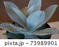 肉厚植物葉の形で、縁にとげがあります。 73989901