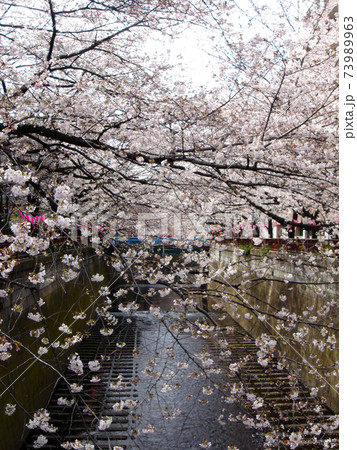 目黒川に咲く桜の花 目黒川に咲く桜の花 73989963