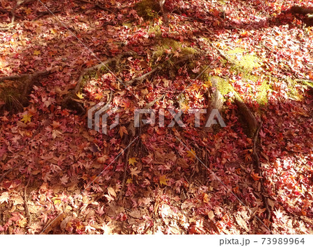 紅葉の絨毯 紅葉の絨毯 73989964