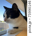 窓辺の猫 73990146