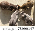 野良猫のご飯 73990147