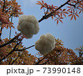 綿の木 73990148
