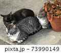 野良猫たち 73990149