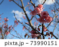 沖縄の寒緋桜 73990151