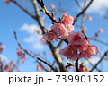 沖縄の寒緋桜 73990152