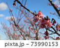 沖縄の寒緋桜 73990153