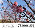 沖縄の寒緋桜 73990154