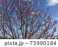 沖縄の寒緋桜 73990184