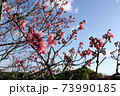 沖縄の寒緋桜 73990185