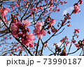 沖縄の寒緋桜 73990187