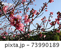 沖縄の寒緋桜 73990189
