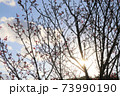 沖縄の寒緋桜 73990190
