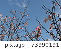 沖縄の寒緋桜 73990191