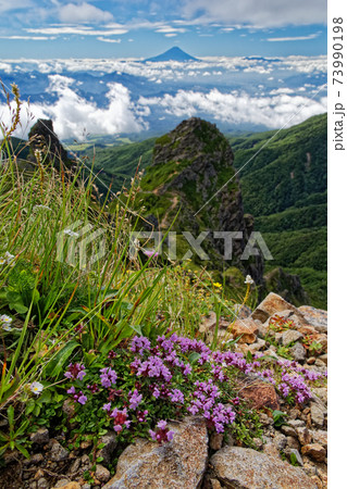 八ヶ岳連峰・赤岳への登りのイブキジャコウソウの花と大天狗の岩峰・富士山 73990198