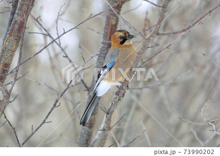ミヤマカケス カケス 北海道野鳥の写真素材 [73990202] - PIXTA