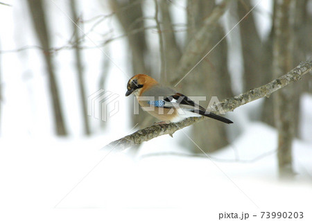 ミヤマカケス　カケス　北海道野鳥 73990203