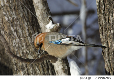 ミヤマカケス カケス 北海道野鳥の写真素材 [73990205] - PIXTA